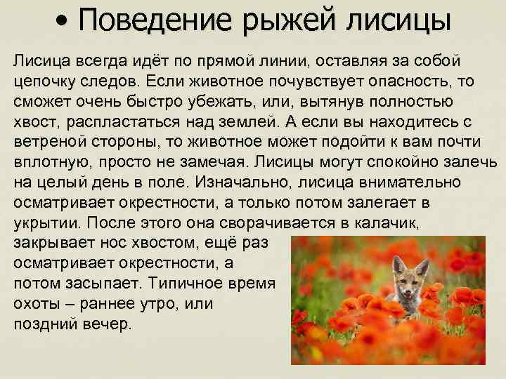  • Поведение рыжей лисицы Лисица всегда идёт по прямой линии, оставляя за собой