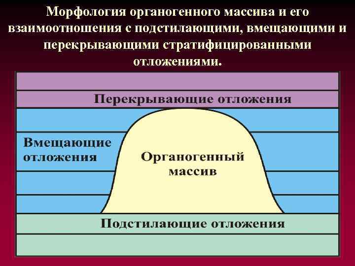 Морфология органогенного массива и его взаимоотношения с подстилающими, вмещающими и перекрывающими стратифицированными отложениями. 