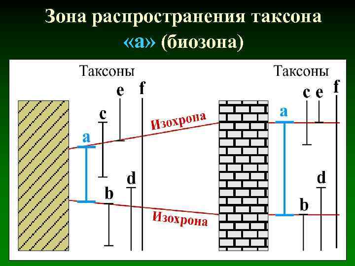 Зона распространения таксона «а» (биозона) 