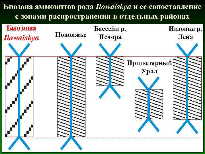 Биозона аммонитов рода Ilowaiskya и ее сопоставление с зонами распространения в отдельных районах Биозона