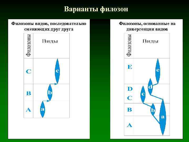 Варианты филозон Филозоны видов, последовательно сменяющих друга Филозоны, основанные на дивергенции видов 