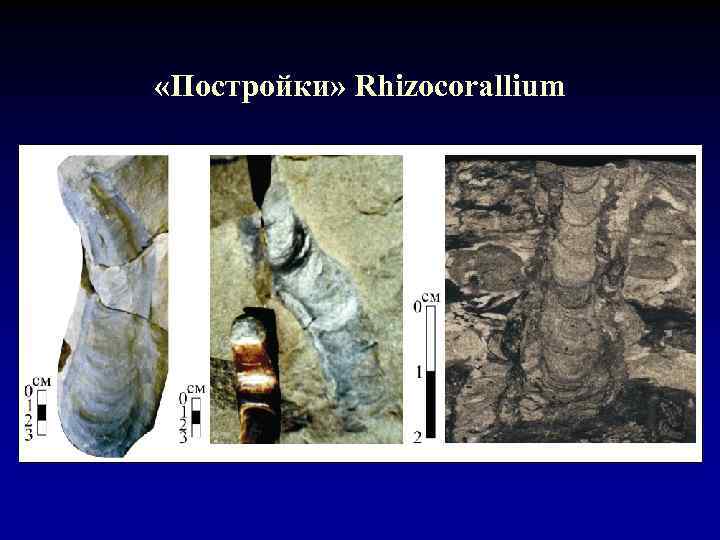  «Постройки» Rhizocorallium 