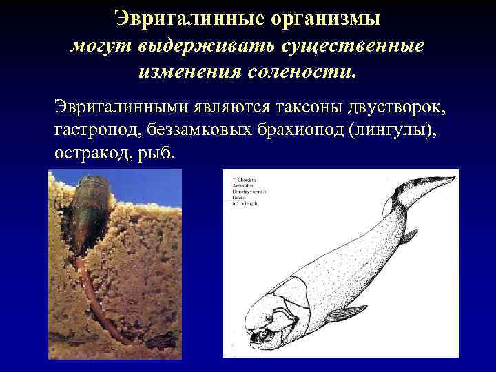 Эвригалинные организмы могут выдерживать существенные изменения солености. Эвригалинными являются таксоны двустворок, гастропод, беззамковых брахиопод