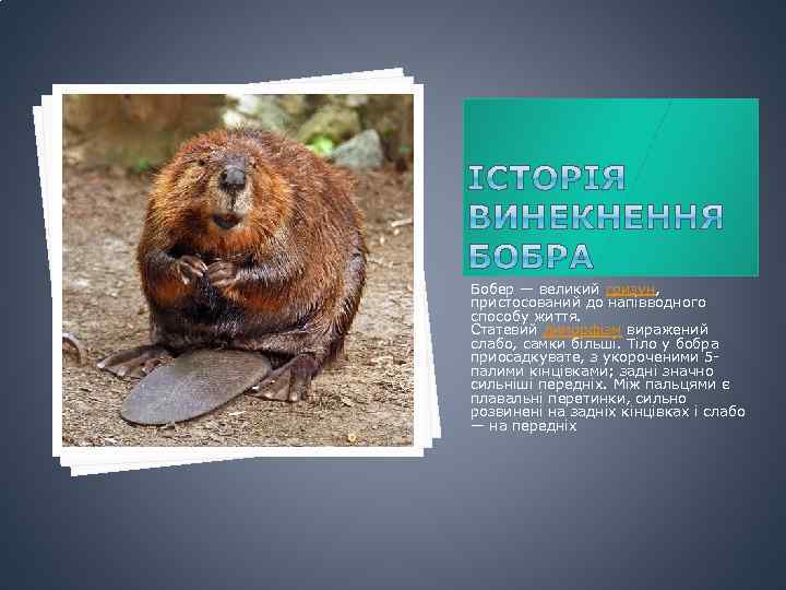 Бобер — великий гризун, пристосований до напівводного способу життя. Статевий диморфізм виражений слабо, самки