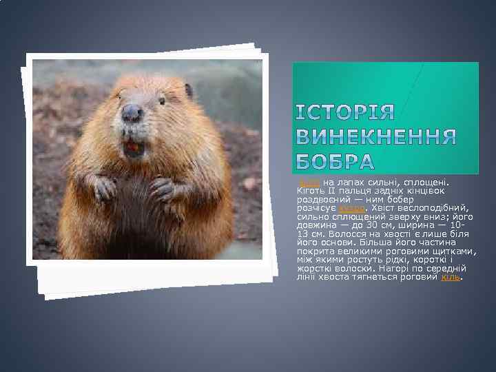  Кігті на лапах сильні, сплощені. Кіготь II пальця задніх кінцівок роздвоєний — ним