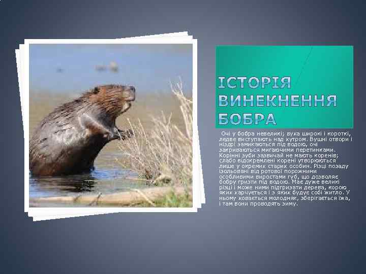  Очі у бобра невеликі; вуха широкі і короткі, ледве виступають над хутром. Вушні