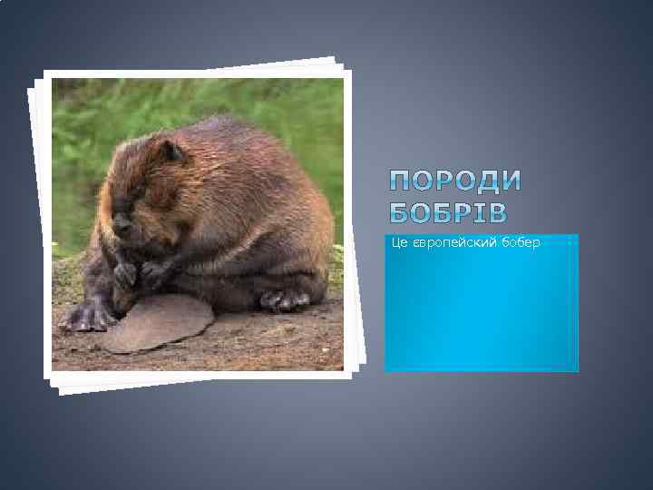 Це європейский бобер 