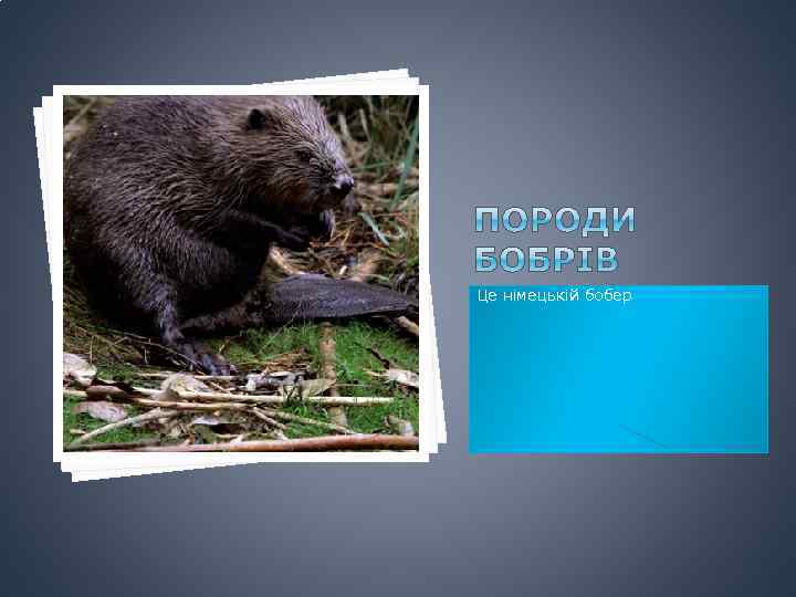 Це німецькій бобер 