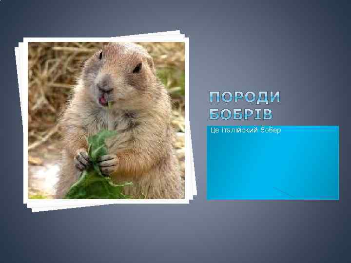Це італійский бобер 