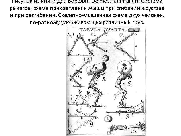 Рисунок из книги Дж. Борелли De motu animalium Система рычагов, схема прикрепления мышц при