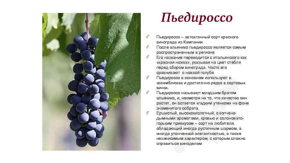Пьедироссо – автохтонный сорт красного винограда из Кампании. После альянико пьедироссо является самым распространенным