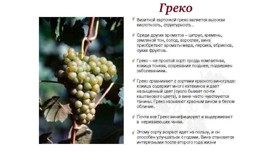 Визитной карточкой греко является высокая кислотность, структурность. Среди других ароматов – цитрус, кремень, земляной