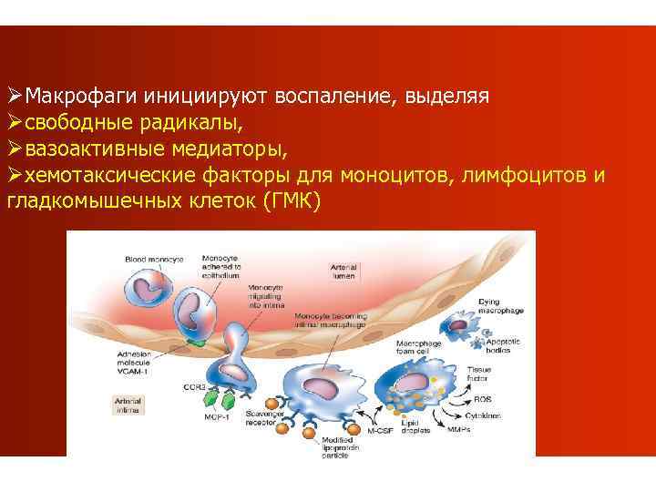 ØМакрофаги инициируют воспаление, выделяя Øсвободные радикалы, Øвазоактивные медиаторы, Øхемотаксические факторы для моноцитов, лимфоцитов и