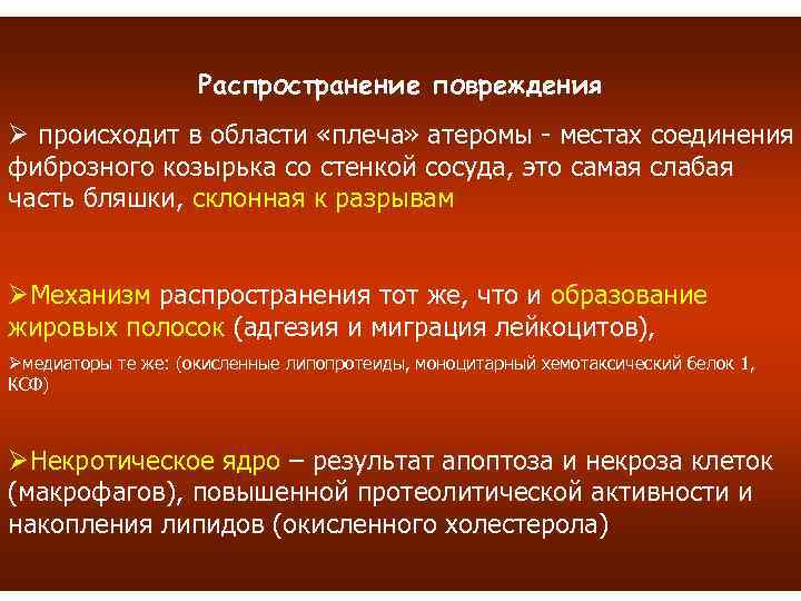 Распространение повреждения Ø происходит в области «плеча» атеромы - местах соединения фиброзного козырька со