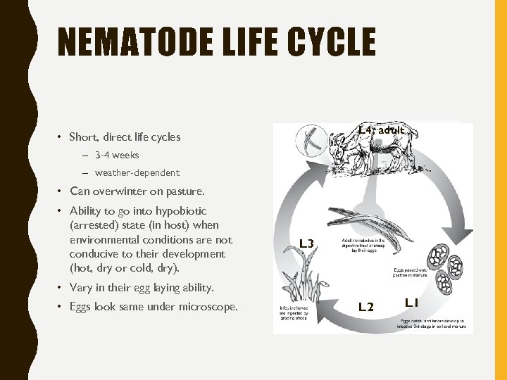 NEMATODE LIFE CYCLE L 4, adult • Short, direct life cycles – 3 -4