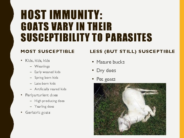 HOST IMMUNITY: GOATS VARY IN THEIR SUSCEPTIBILITY TO PARASITES MOST SUSCEPTIBLE • Kids, kids