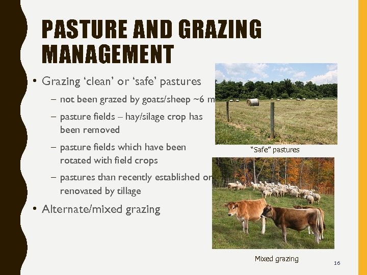 PASTURE AND GRAZING MANAGEMENT • Grazing ‘clean’ or ‘safe’ pastures – not been grazed