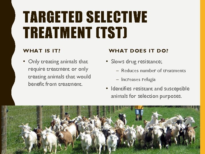 TARGETED SELECTIVE TREATMENT (TST) WHAT IS IT? • Only treating animals that require treatment