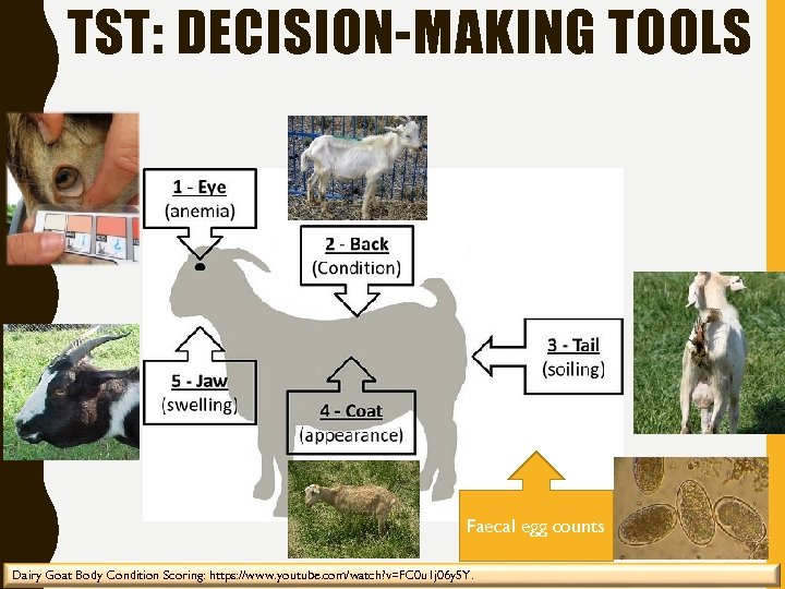 TST: DECISION-MAKING TOOLS Faecal egg counts Dairy Goat Body Condition Scoring: https: //www. youtube.