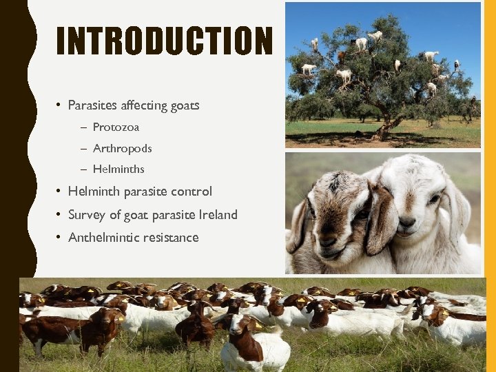 INTRODUCTION • Parasites affecting goats – Protozoa – Arthropods – Helminths • Helminth parasite