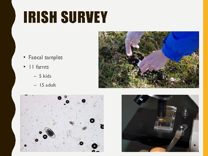 IRISH SURVEY • Faecal samples • 11 farms – 5 kids – 15 adult