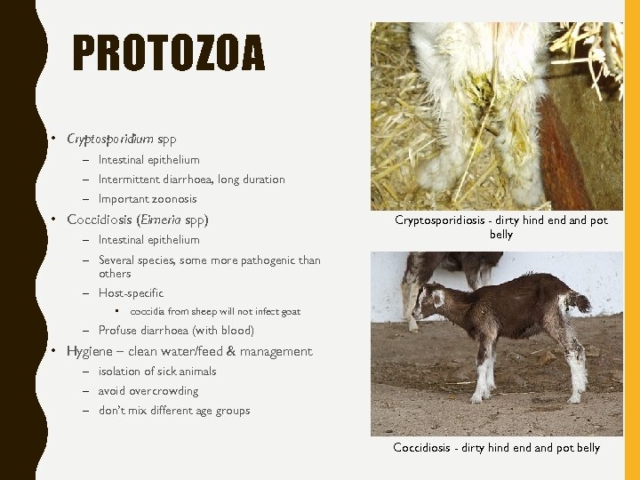 PROTOZOA • Cryptosporidium spp – Intestinal epithelium – Intermittent diarrhoea, long duration – Important