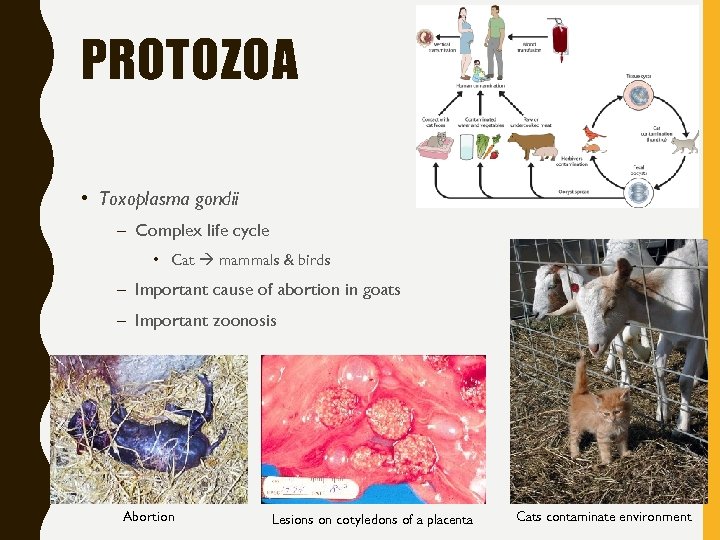 PROTOZOA • Toxoplasma gondii – Complex life cycle • Cat mammals & birds –