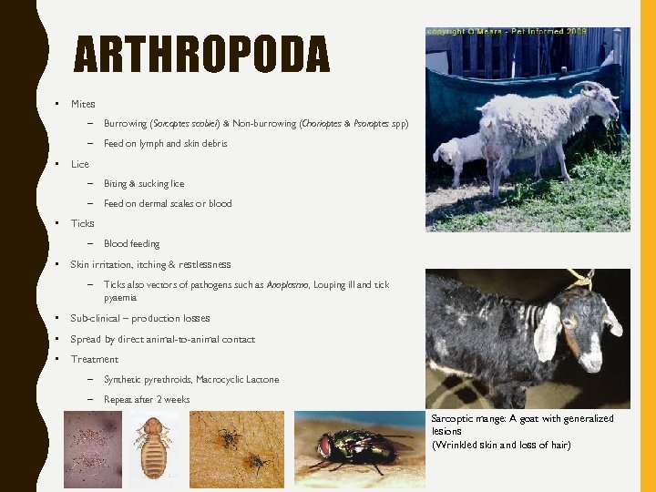 ARTHROPODA • Mites – – • Burrowing (Sarcoptes scabiei) & Non-burrowing (Chorioptes & Psoroptes