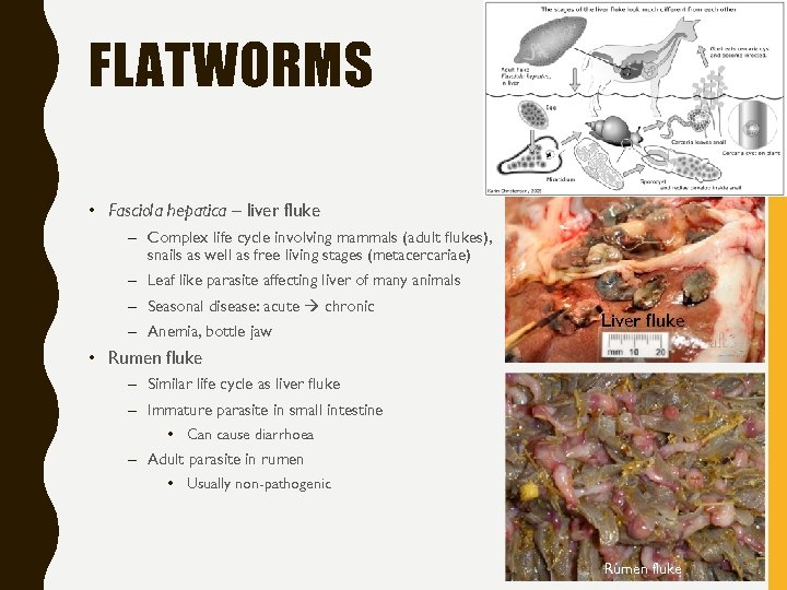 FLATWORMS • Fasciola hepatica – liver fluke – Complex life cycle involving mammals (adult