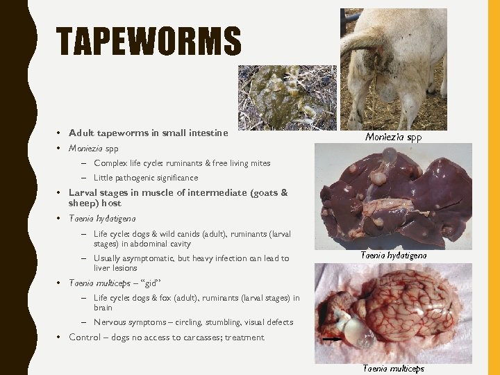 TAPEWORMS • Adult tapeworms in small intestine • Moniezia spp – Complex life cycle: