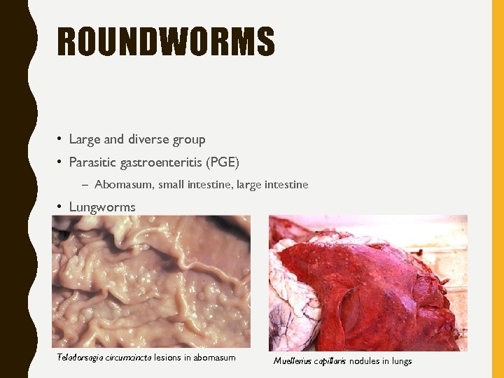 ROUNDWORMS • Large and diverse group • Parasitic gastroenteritis (PGE) – Abomasum, small intestine,