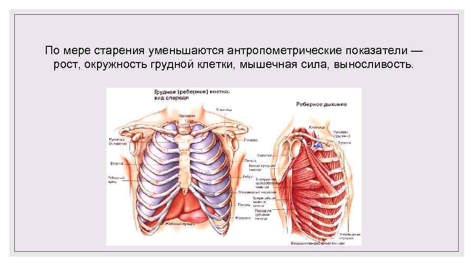 По мере старения уменьшаются антропометрические показатели — рост, окружность грудной клетки, мышечная сила, выносливость.