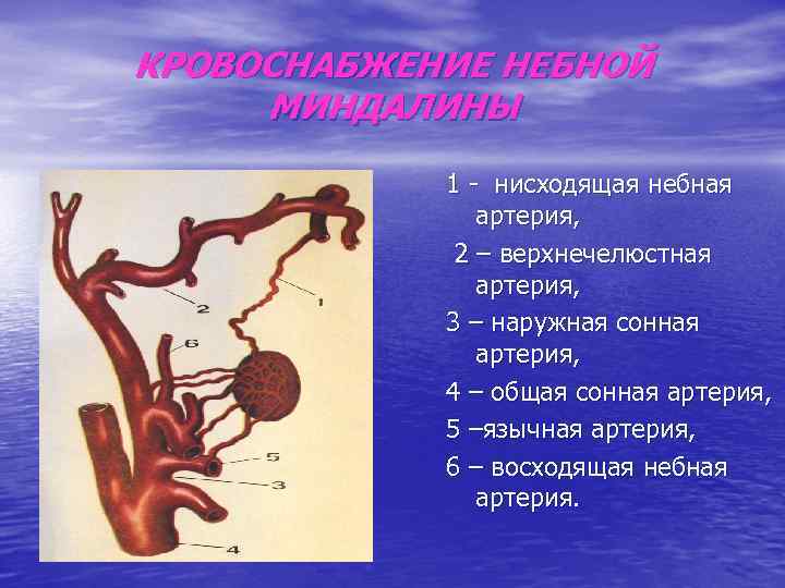 КРОВОСНАБЖЕНИЕ НЕБНОЙ МИНДАЛИНЫ 1 нисходящая небная артерия, 2 – верхнечелюстная артерия, 3 – наружная