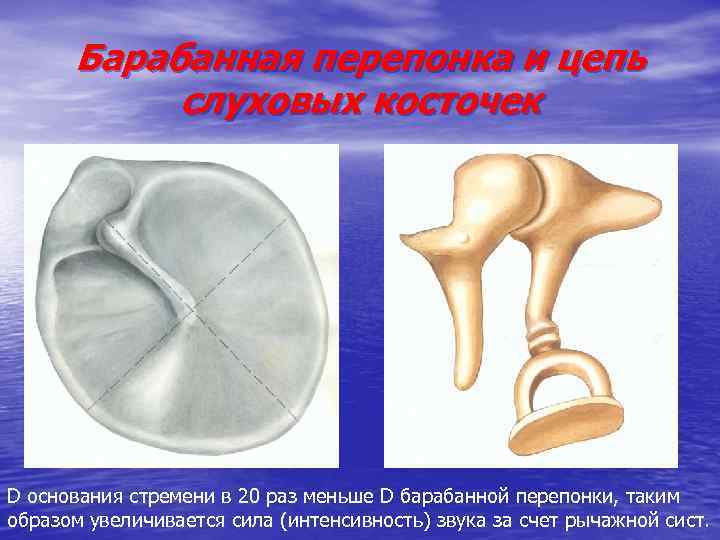 Барабанная перепонка. Барабанная перепонка и слуховые косточки. Цепь слуховых косточек. Протез барабанной перепонки.