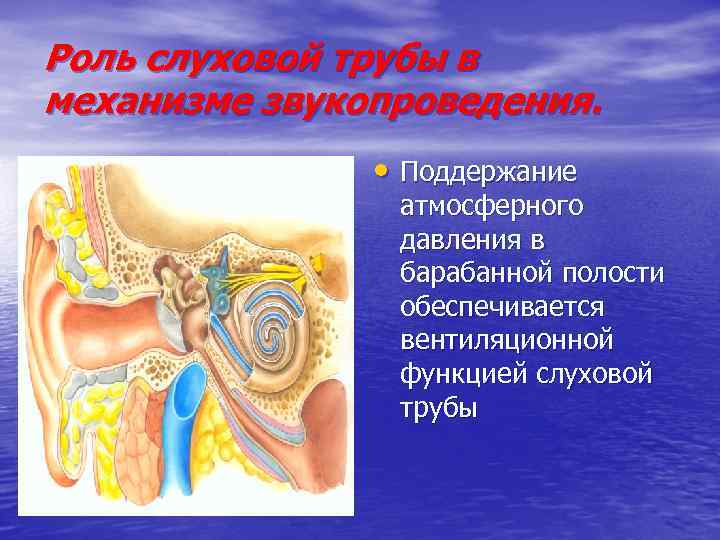 Роль слуховой трубы в механизме звукопроведения. • Поддержание атмосферного давления в барабанной полости обеспечивается