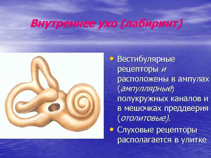 Внутреннее ухо (лабиринт) • Вестибулярные • рецепторы и расположены в ампулах (ампуллярные) полукружных каналов