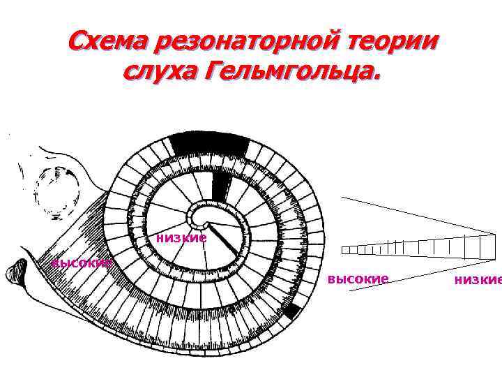 Схема резонаторной теории слуха Гельмгольца. низкие высокие низкие 