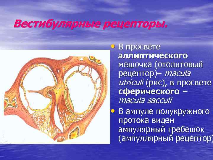 Вестибулярные рецепторы. • В просвете эллиптического мешочка (отолитовый рецептор)– macula utriculi (рис), в просвете