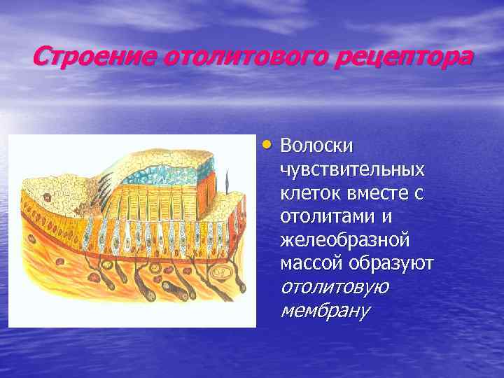 Строение отолитового рецептора • Волоски чувствительных клеток вместе с отолитами и желеобразной массой образуют