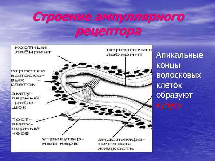 Строение ампуллярного рецептора Апикальные концы волосковых клеток образуют купулу 