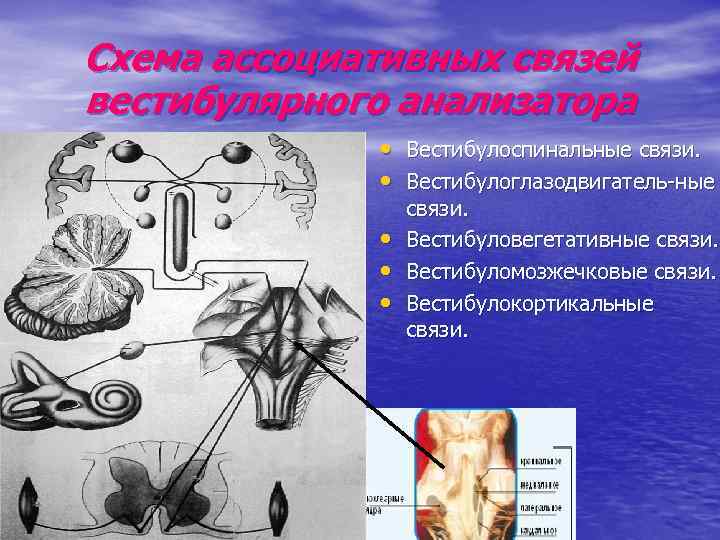 Вестибулярный анализатор. Схема ассоциативных связей вестибулярного анализатора. Вестибулоспинальный рефлекс. Структурно-функциональная схема вестибулярного анализатора. Раздражитель вестибулярного анализатора.