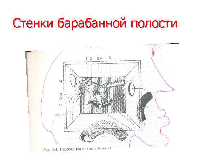 Схема барабанной полости