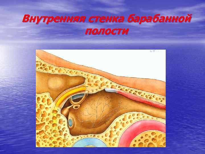 Полость внутри. Задняя сосцевидная стенка барабанной полости. Латеральная (наружная) стенка барабанной полости. Внутренняя стенка барабанной полости. Стенки барабанной полости среднего уха.