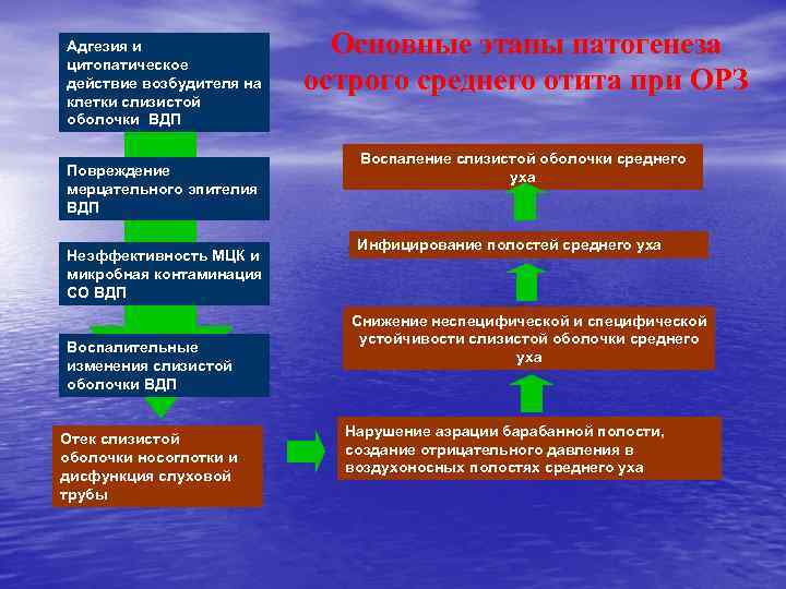 Адгезия и цитопатическое действие возбудителя на клетки слизистой оболочки ВДП Повреждение мерцательного эпителия ВДП