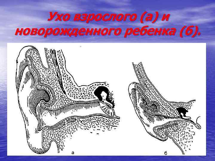 Ухо взрослого (а) и новорожденного ребенка (б). 