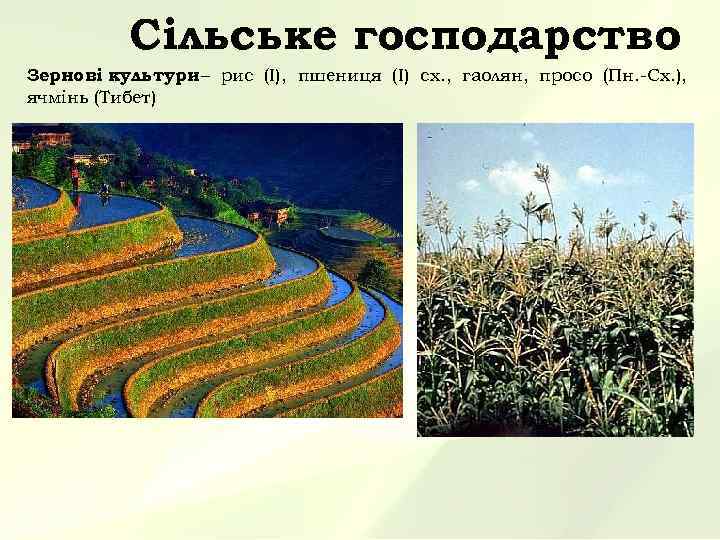 Сільське господарство Зернові культури – рис (І), пшениця (І) сх. , гаолян, просо (Пн.