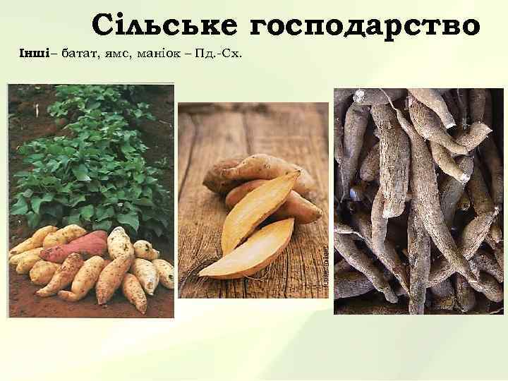 Сільське господарство Інші – батат, ямс, маніок – Пд. -Сх. 