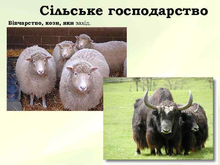 Сільське господарство Вівчарство, кози, яки захід. – 