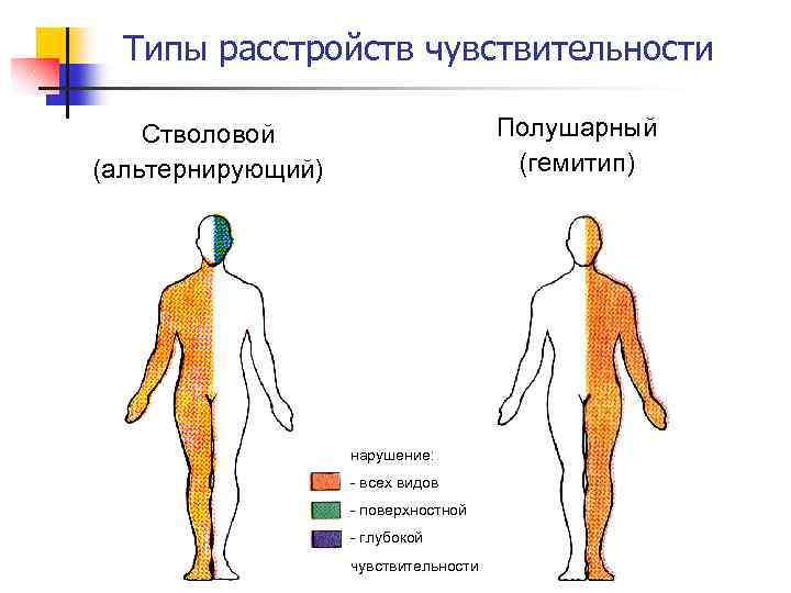 Путь поверхностной чувствительности схема