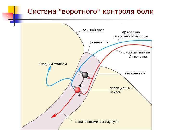 Система "воротного" контроля боли спинной мозг A волокна от механорецепторов задний рог ноцицептивные С